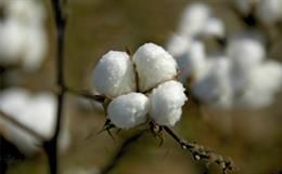 Development of cotton_small